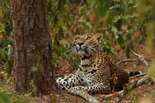 Yala National Park - Leopard