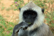 Yala - Close up of a Grey Langur