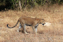 Yala - Sri Lankan Leopard walking in the grass