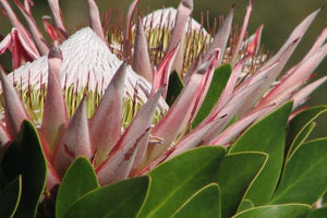Quintessential South Africa
