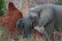 Zambia - Elephant
