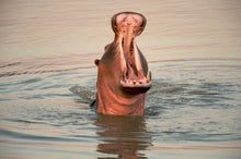 Zambia - Hippo