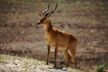 Zambia