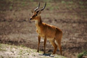Zambia