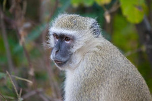Zambia - Monkey