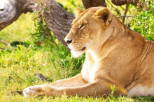 Amboseli National Park_Lion
