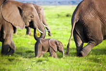 Elephants with baby