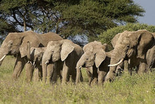 Small Group Northern Tanzania Adventure Safari