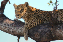 Leopard in tree