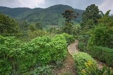 Gorilla Experience Bwindi Impenetrable Forest