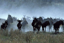 Ngorongoro - Wildebeeste