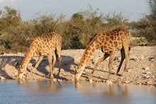 Quintessential South Africa