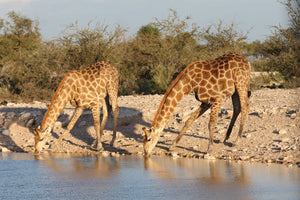 Quintessential South Africa