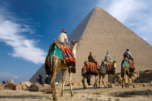 Camels in front of Cairo Pyramids