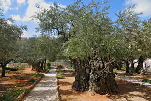 Mini Israel Tour To Galilee