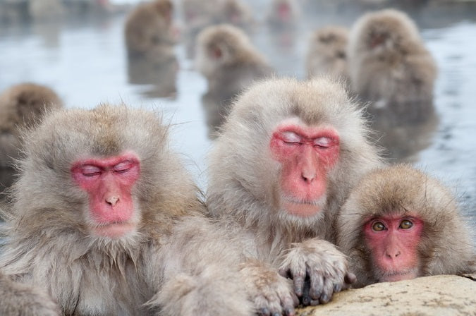 Japan Extension: Onsen and Monkeys