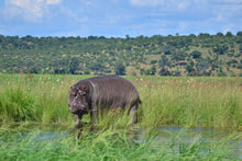 Chobe National Park-hippoptomus