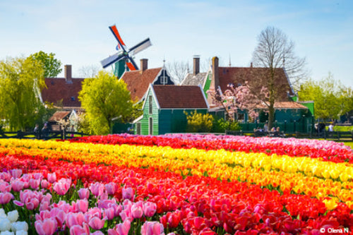 Springtime in Holland (port-to-port cruise)